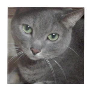 Russian Blue Grey Cat Ceramic Tile