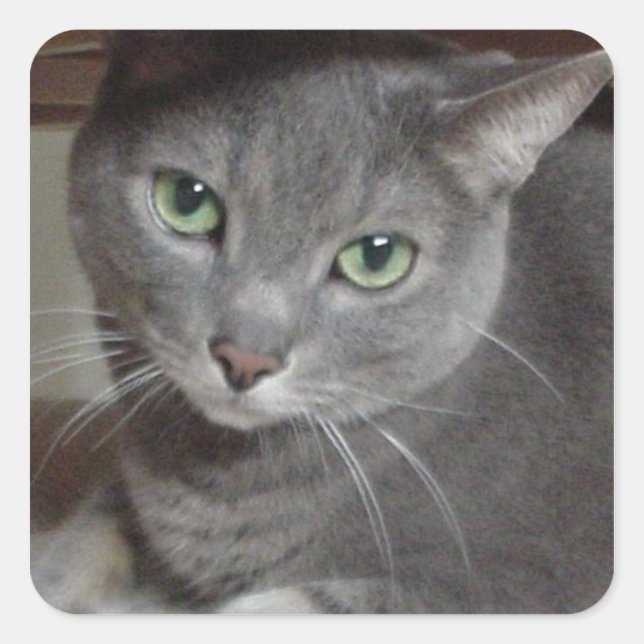 Russian Blue Grey Cat Love Square Sticker (Front)