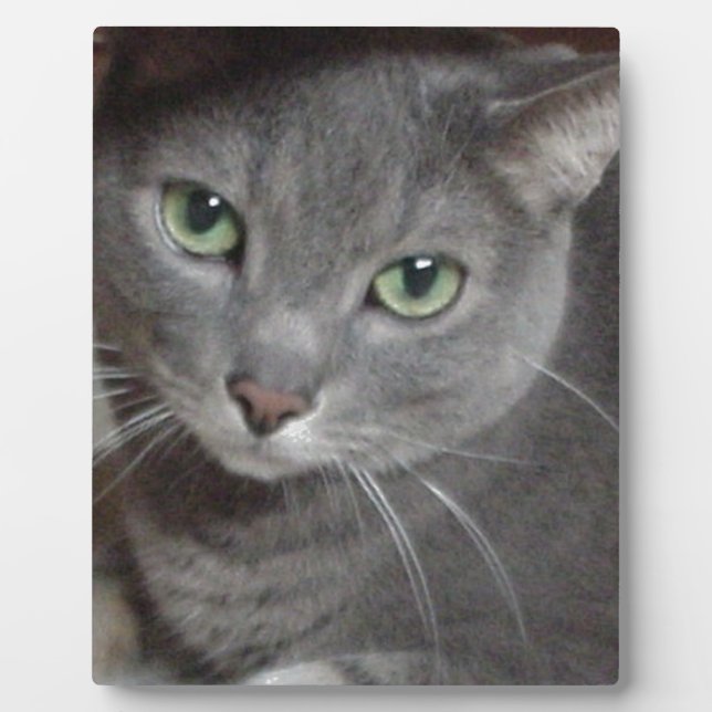 Russian Blue Grey Cat Plaque (Front)