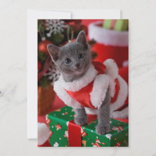 Russian Blue Kitten and Christmas 2 Holiday Card