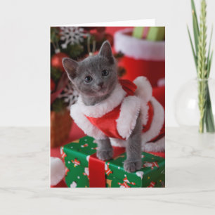 Russian Blue Kitten and Christmas 2 Holiday Card