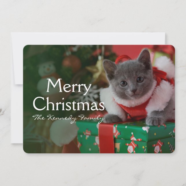 Russian Blue Kitten and Christmas Holiday Card (Front)