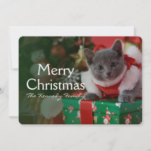 Russian Blue Kitten and Christmas Holiday Card