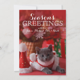 Russian Blue Kitten and Christmas Holiday Card