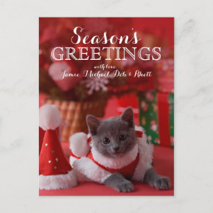 Russian Blue Kitten and Christmas Holiday Postcard