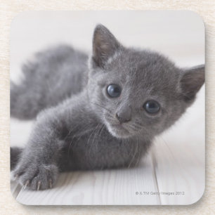 Russian Blue Kitten Coaster