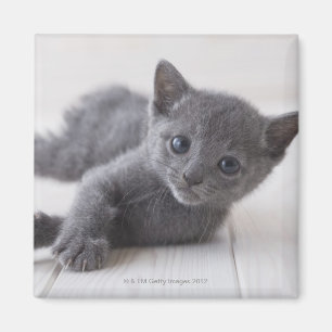 Russian Blue Kitten Magnet