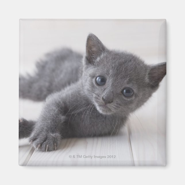 Russian Blue Kitten Magnet (Front)