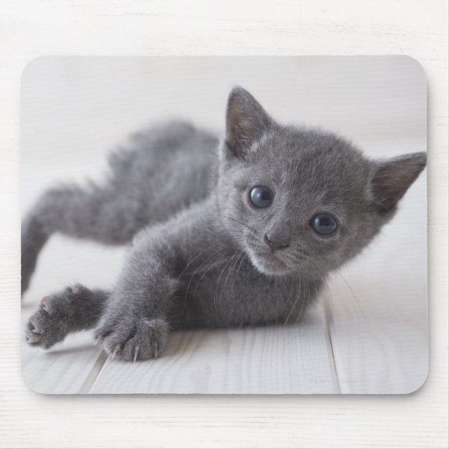 Russian Blue Kitten Mouse Pad (Front)