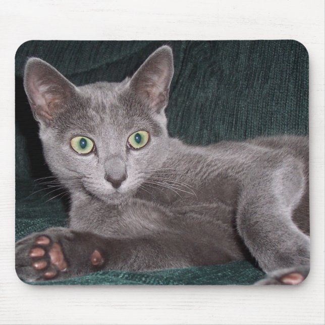 Russian Blue Kitten Mousepad (Front)