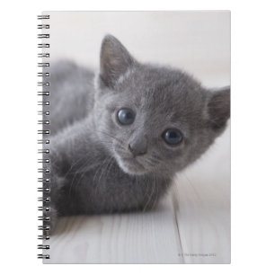 Russian Blue Kitten Notebook