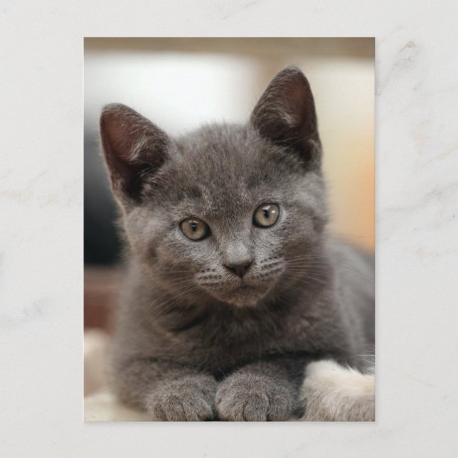 Russian Blue Kitten Postcard (Front)