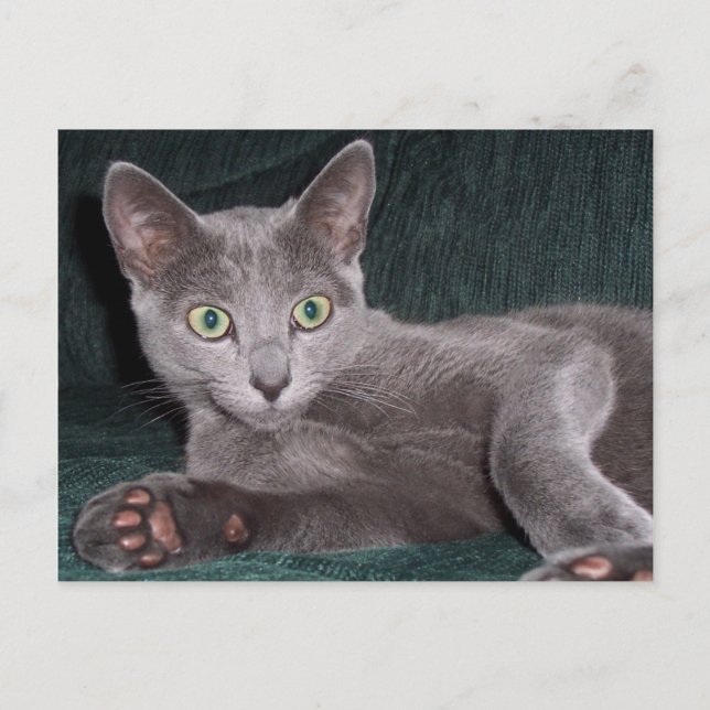 Russian Blue Kitten Postcard (Front)