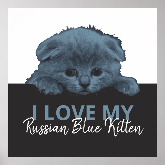 Russian Blue Kitten Poster (Front)