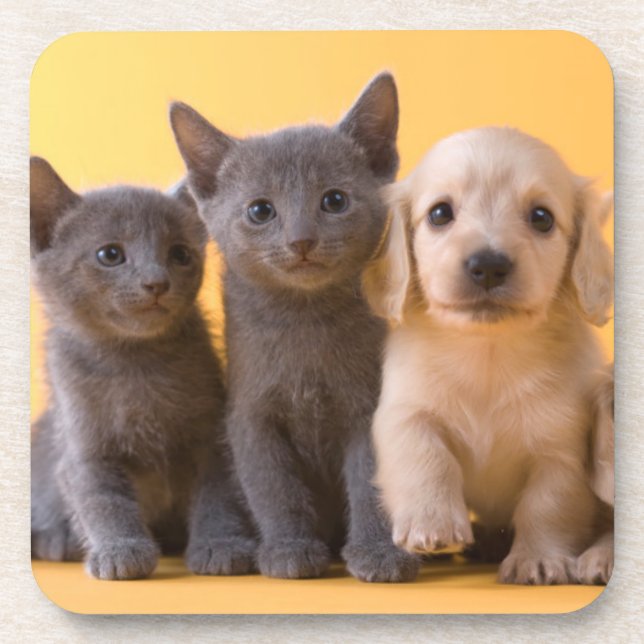 Russian Blue Kittens And Dachshund Puppies Coaster (Front)
