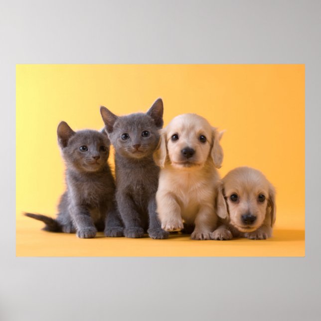 Russian Blue Kittens And Dachshund Puppies Poster (Front)