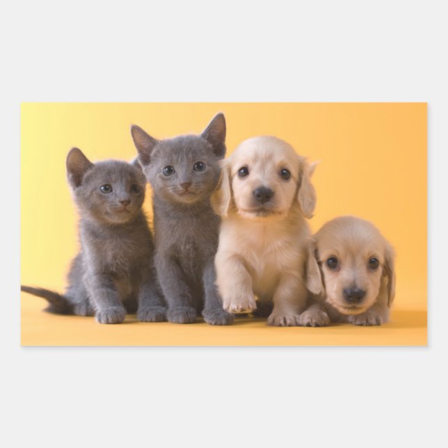 Russian Blue Kittens And Dachshund Puppies Rectangular Sticker (Front)
