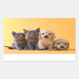 Russian Blue Kittens And Dachshund Puppies Rectangular Sticker