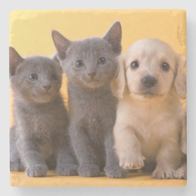 Russian Blue Kittens And Dachshund Puppies Stone Coaster (Front)
