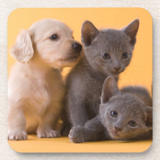 Russian Blue Kittens & Dachshund Puppies Coaster (Front)