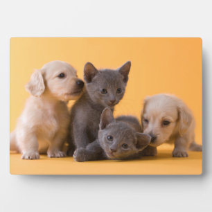 Russian Blue Kittens & Dachshund Puppies Plaque