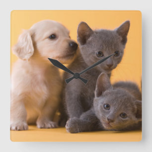 Russian Blue Kittens & Dachshund Puppies Square Wall Clock