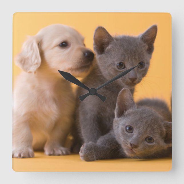 Russian Blue Kittens & Dachshund Puppies Square Wall Clock (Front)