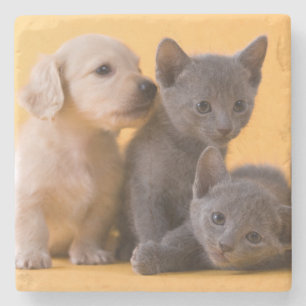 Russian Blue Kittens & Dachshund Puppies Stone Coaster