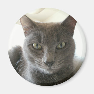 Russian Blue Mix Magnet