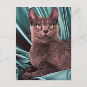 Russian Blue Postcard