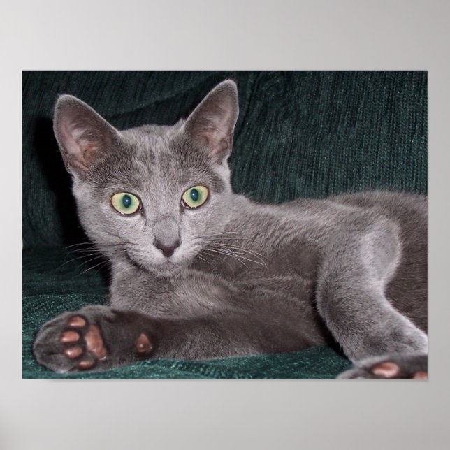 Russian Blue Poster (Front)