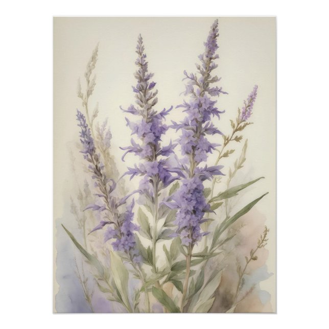 Russian Sage Poster (Front)