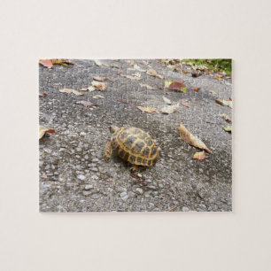 Russian Tortoise Intermediate Puzzle