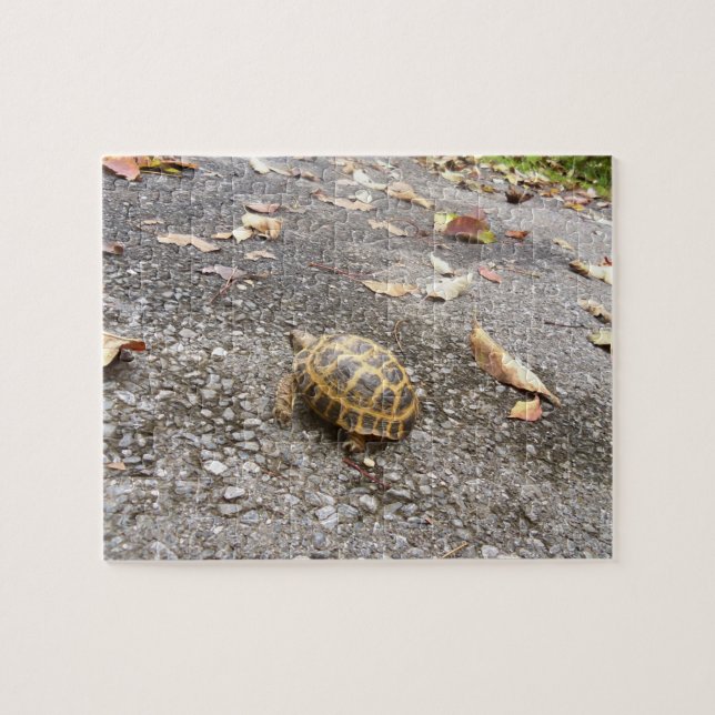 Russian Tortoise Intermediate Puzzle (Horizontal)