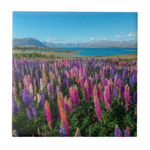 Russle Lupines at Lake Tekapo   New Zealand Ceramic Tile
