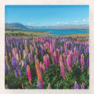 Russle Lupines at Lake Tekapo New Zealand Glass Coaster