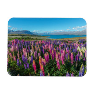 Russle Lupines at Lake Tekapo   New Zealand Magnet