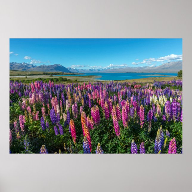 Russle Lupines at Lake Tekapo | New Zealand Poster (Front)