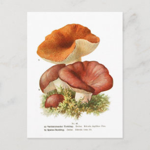 Russula depallens & R.vesca Postcard