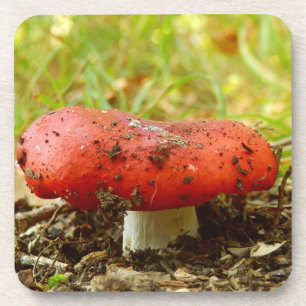 Russula Emetica Hard Plastic Coasters