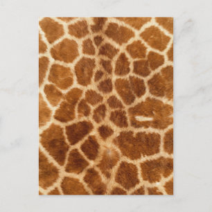 rustic african fashion safari animal giraffe print postcard