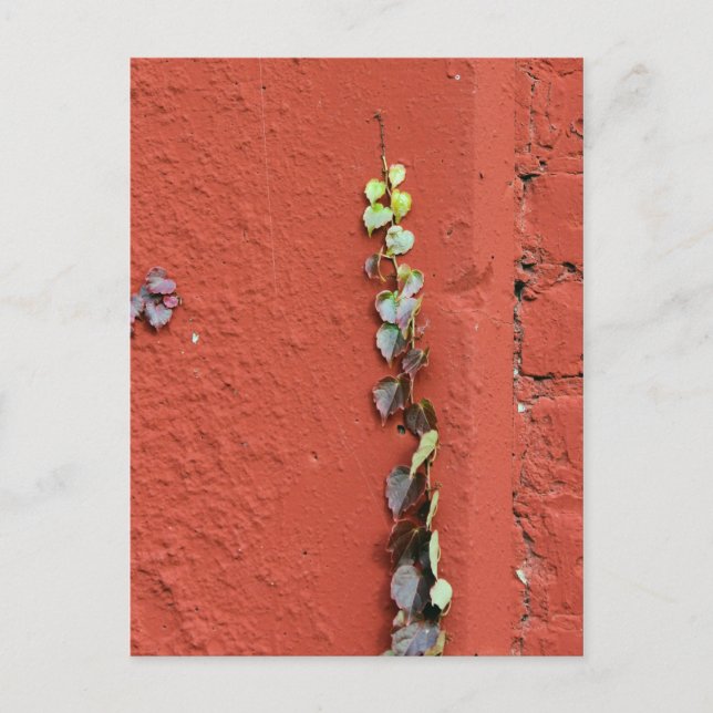 Rustic Autumn Vines Against An Old Building Card (Front)