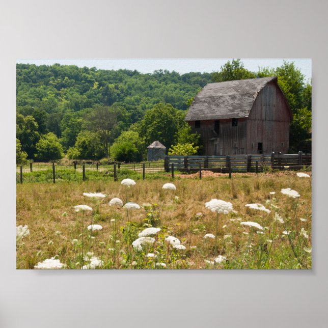 Rustic Barn and Queen Anne's Lace Poster (Front)