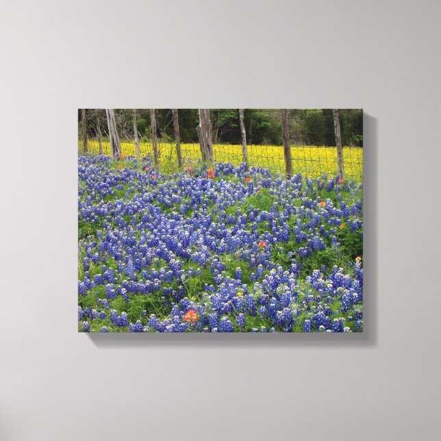 Rustic Bluebonnets Canvas Print (Front)