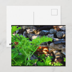 Rustic Citronella Leaf Postcard