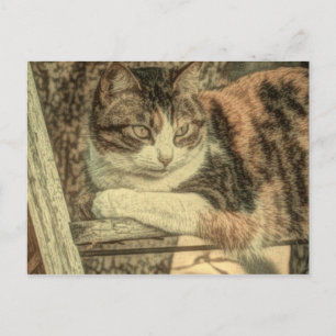 Rustic country cat lover farmhouse calico cat postcard