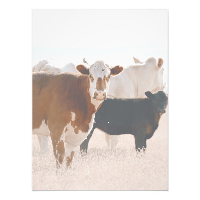 Rustic Country Cows In Field Photo Print (Front)