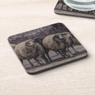 Rustic country road ranch farm herd of sheep coaster