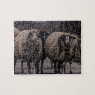 Rustic country road ranch farm herd of sheep jigsaw puzzle