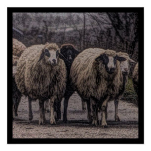 Rustic country road ranch farm herd of sheep poster